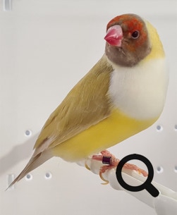 Femmina Bruna Petto Bianco